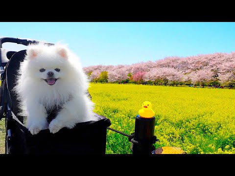 【絶景】関東随一の桜の名所でお花見を満喫するポメラニアン