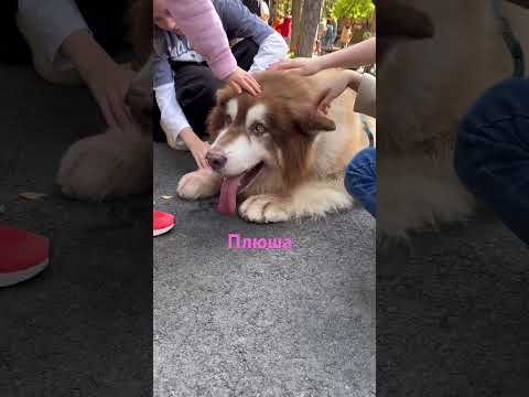 Вы только полюбуйтесь на этого медвежонка Плюша #рекомендации #собака #животные #cat #dog