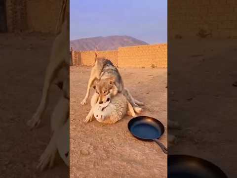 🐺 Wolf Attacks Sheep… "GET OFF MY SHEEP!" Unstoppable Grandma Delivers the Smackdown 👑😂