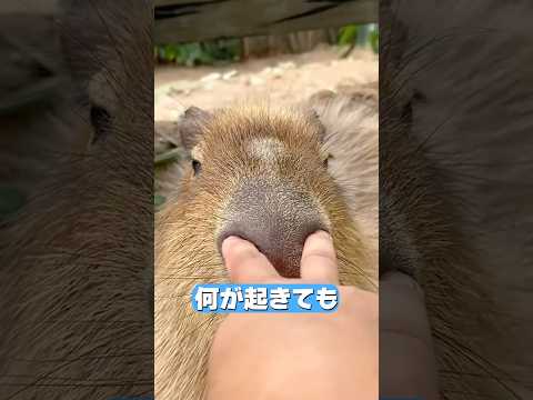 カピバラのワークライフバランスが羨ましいすぎる？！