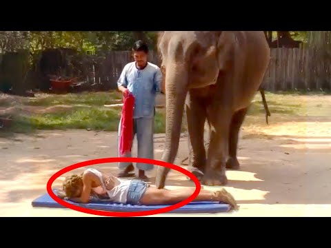ELEPHANT MASSAGES WOMAN! | FUNNY ANIMALS