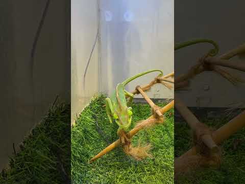 Забавные) за ними интересно наблюдать, особенно за их глазами #смешно #funny #хамелеон