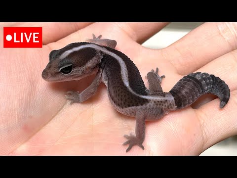 【メンテLIVE】ニシアフ【2025_No.24】