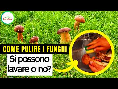 Come Pulire I FUNGHI PORCINI