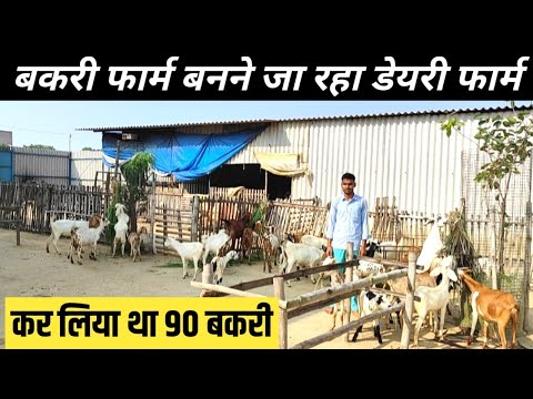 बकरी फार्म बनने जा रहा Dairy Farm | Goat Farming