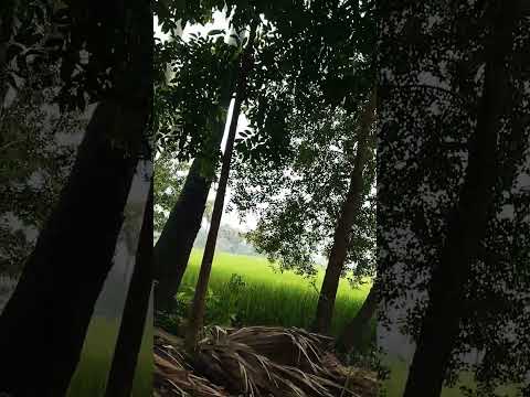 गांव के किसानी