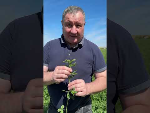 Când e momentul optim pentru recoltarea lucernei? Iată sfatul lui Marius Uicoabă,Fides Agro România
