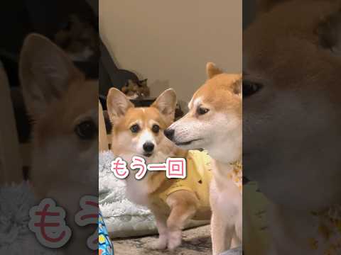 惜しみなき賞賛 #柴犬スティーブ