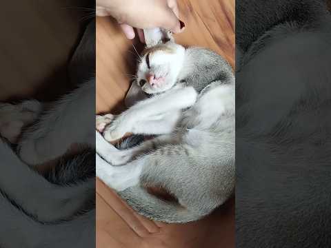 তুমি কি বাইচা আছো!