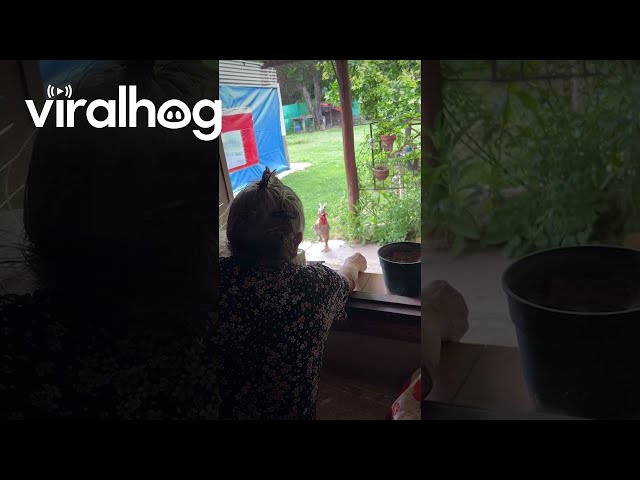 Rooster Romps Across Yard When Called || ViralHog
