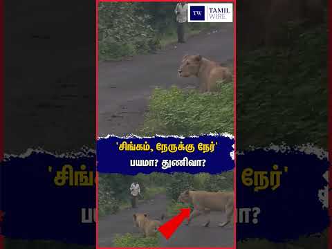 #Lion #forest #<strong>Goat</strong> #Gujarat #GujaratNews #<strong>viral</strong> #viralvideo
