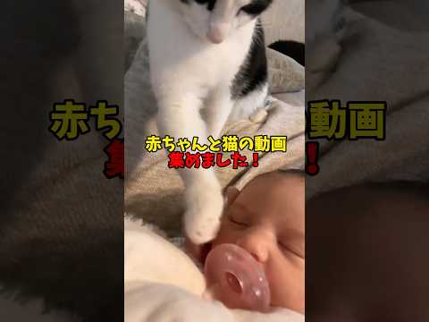 猫の動画サムネイル - 最強コンビ✨ #猫 #cat #cats #cute