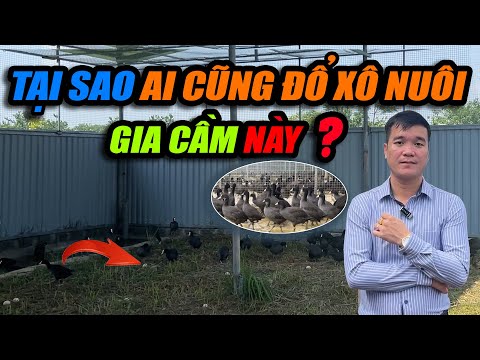 TẠI SAO AI CŨNG ĐỔ XỔ ĐI NUÔI CON GIA CẦM NÀY | CHANNUOI.NET