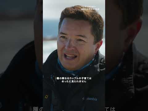 異種ペンギン夫婦の軌跡