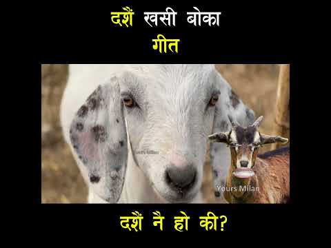 दशैँ नै हो की 😁 #shorts #nepalishorts