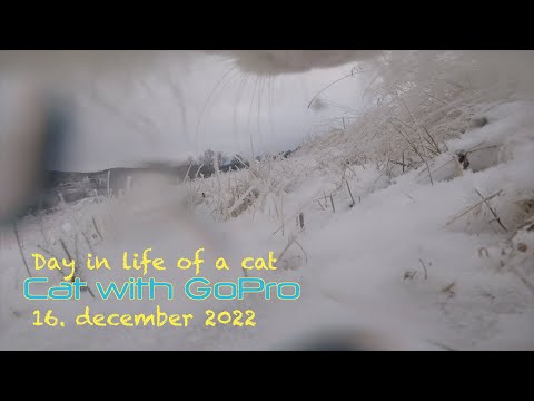 Cat with GoPro in harsh winter conditions