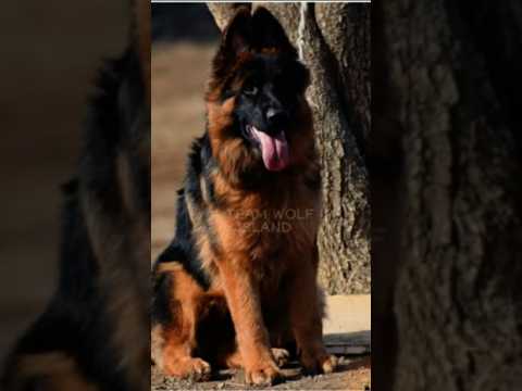 #pitbulldog #omletarcade #dogbreed #20k complete 😘