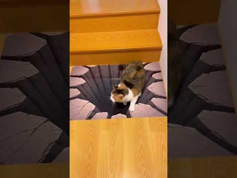 ‌The cat was startled by a 3D carpet 猫咪被3D地毯吓了一跳 #animals #pets #cat【跟着图尔去旅行】