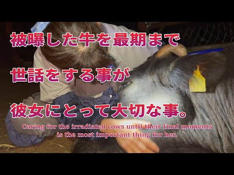 希望の牧場ボランティア活動をするさゆりさんが被曝した牛を最期までお世話をしてくれています。そんな優しさに包まれた牛たちはとても幸せだったと思う。　＃希望の牧場　＃被ばく牛