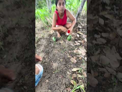 Não deu pra colher os Murici hoje #sitiolagoverde