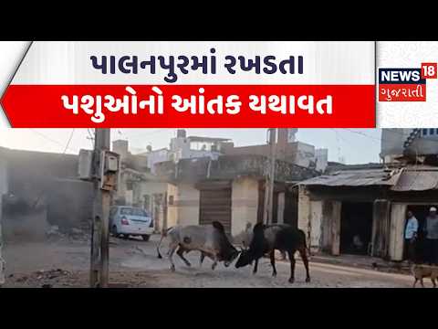 Banaskantha Stray Cattle News | પાલનપુરમાં રખડતા પશુઓનો આંતક યથાવત | Gujarati Samachar | News18