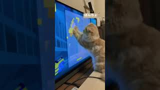 一緒に遊ぶぽんちょ
