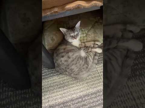 猫はこたつで丸くなる　Japanese cats sleep in the kotatsu #ねこ #ねこのいる暮らし