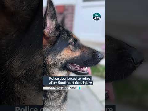 Police dog forced to retire after Southport riots injury #itvnews