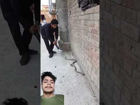 A disabled duckling helps his cat friend🐥#DuckRescue #CuteAnimal #AnimalRescue