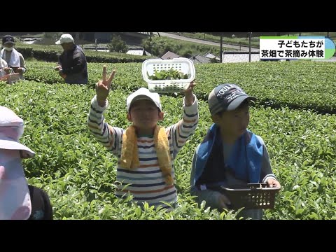 「いっぱいとれた」　子どもたちが茶摘み体験　緑茶の魅力学ぶ