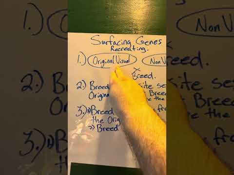 Breeding programs/ Genetics video #6 Surfacing genes & recreating 