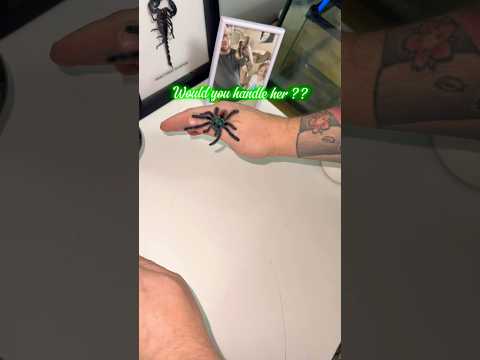 Juvenile rainbow tarantula! 🕷️ #spider  #tarantula #pets #rainbow #animals #fypシ #love #uk #exotic