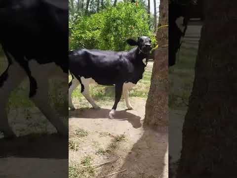 🔥 عروض أبقار قوية من المربين مباشرة!