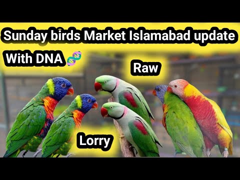 Sunday birds Market Islamabad Peshawar morr h9 _Lorry with DNA pairs _ yellow ringneck _Raw_Lovebird