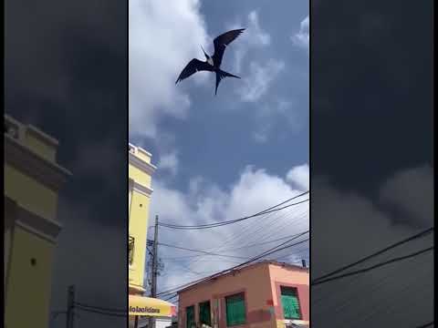 Un ave se queda suspendida en el aire, alguien tiene una explicación 😳