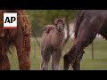 UK zoo welcomes first Bactrian camel calf in 8 years
