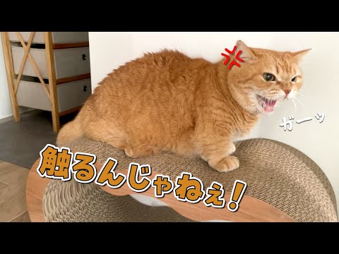 容赦なく触ろうとしてくる姉に怒った猫が猫パンチ連発しました…