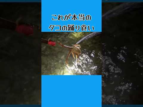 これが漁師のタコの踊り食い! #アウトドア #料理