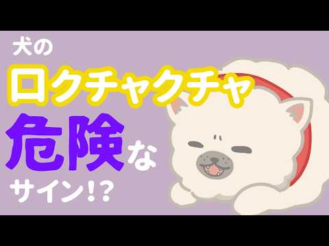 何も食べてないのに？犬が口をクチャクチャさせる8つの理由