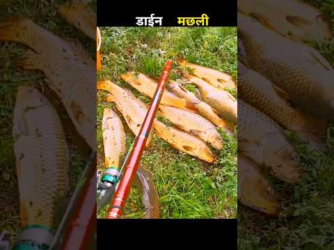 डाईन मछली 😱 #aivideo #fishing #fascinatinginformation #amazingfacts #fishinglife #youtubeshorts