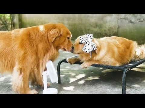 善良的心不分物種，純粹的愛意最能打動人心