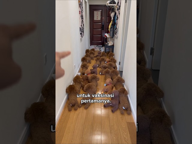 Si kecil yang licik 🐕
