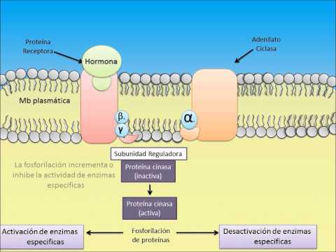 Mecanismo de accion hormonas esteroideas pdf
