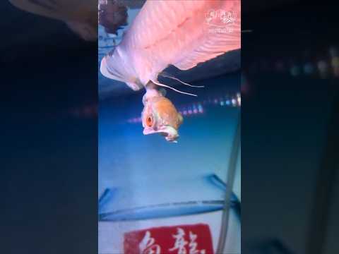 double head arowana #trending #aquarium #viralvideo #fish #beetabreeding