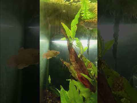 Golden Top Minnow pair. Melanistic female #melanis 