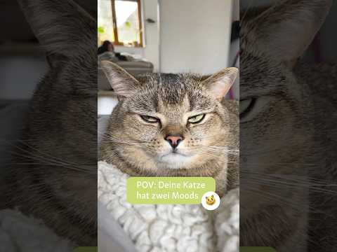 Schmusekatze vs. Grumpy Cat. 👼👹 #fressnapf #allesfürdeintier #mood