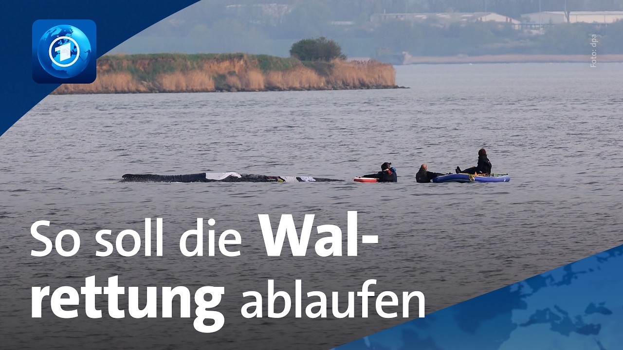 So soll der neue Rettungsversuch für den gestrandeten Buckelwal ablaufen