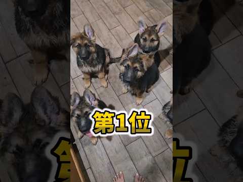 仕事で疲れたお前らに贈る笑いと癒しのシェパード5選ww　#シェパード #笑える #癒し #元気になる動画 #大型犬のいる生活 #大型犬のいる暮らし サムネイル