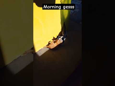 🐱🐱#cat #funny #animals #cute #pets #viralcats