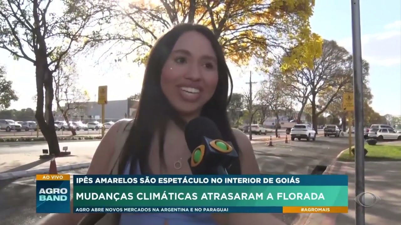 Ipês amarelos mudanças climáticas atrasaram a florada